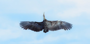 22nd Mar 2019 - Right above me - what a HUGE wingspan!