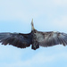 Right above me - what a HUGE wingspan! by gigiflower