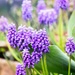 Grape Hyacinths by pamknowler