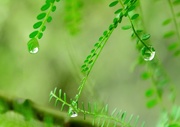 21st Mar 2019 - Droplets in the foliage