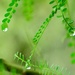 Droplets in the foliage by kiwinanna