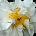 White Camelia. by wendyfrost