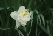 22nd Mar 2019 - Daffodil