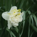 Daffodil by 365projectmaxine