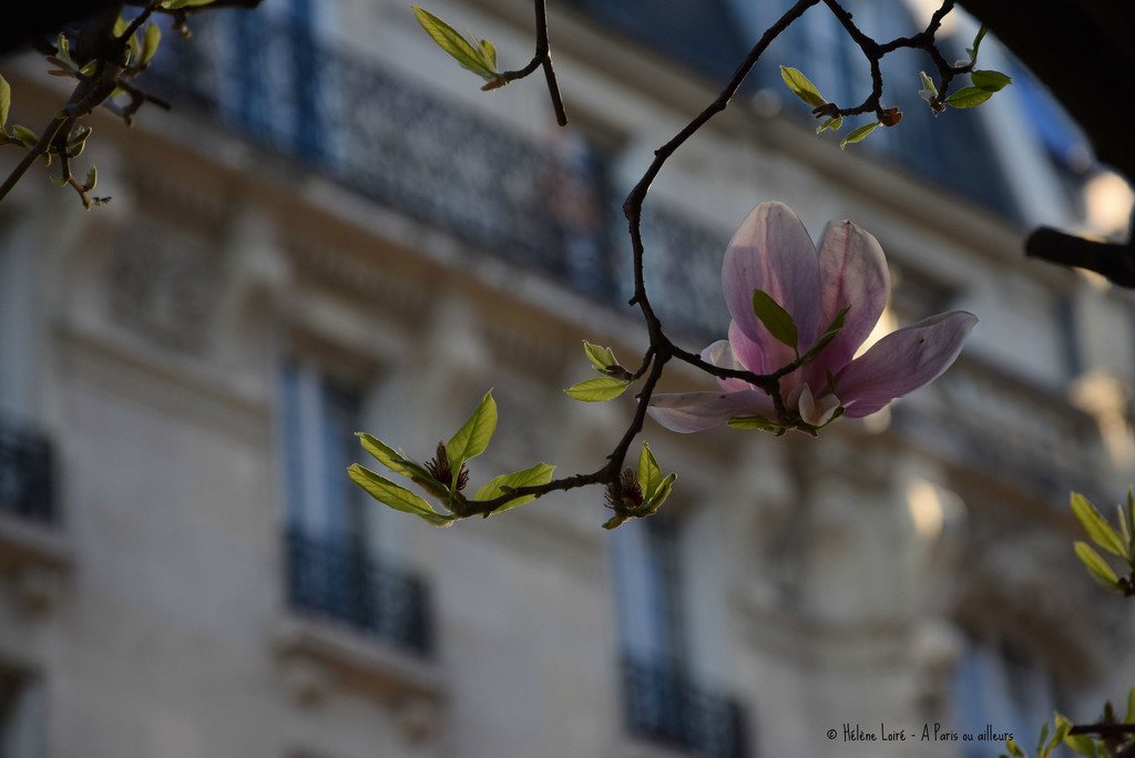 Magnolia by parisouailleurs