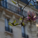 Magnolia by parisouailleurs