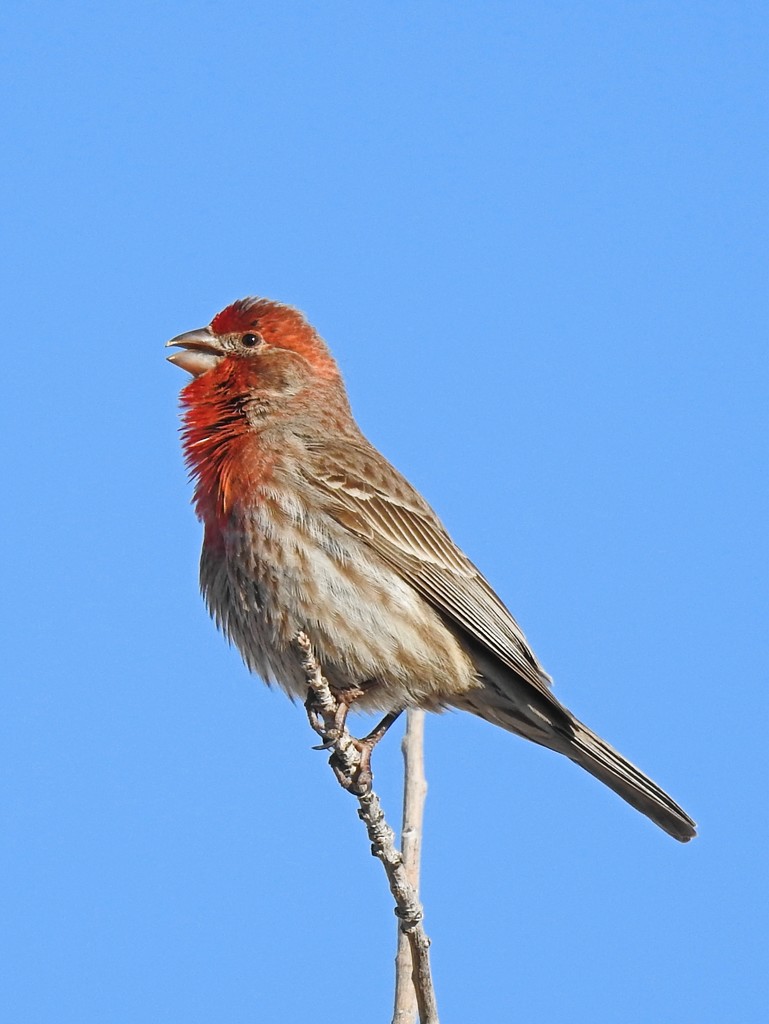 Hopeful, Happy House Finch by janeandcharlie