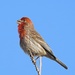 Hopeful, Happy House Finch by janeandcharlie