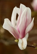 23rd Mar 2019 - Glorious magnolia