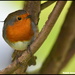 This is my front garden robin by rosiekind