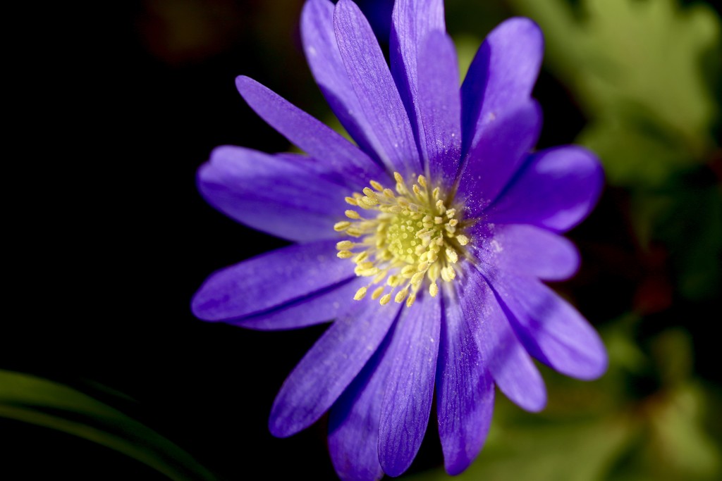 Purple Weed by phil_sandford