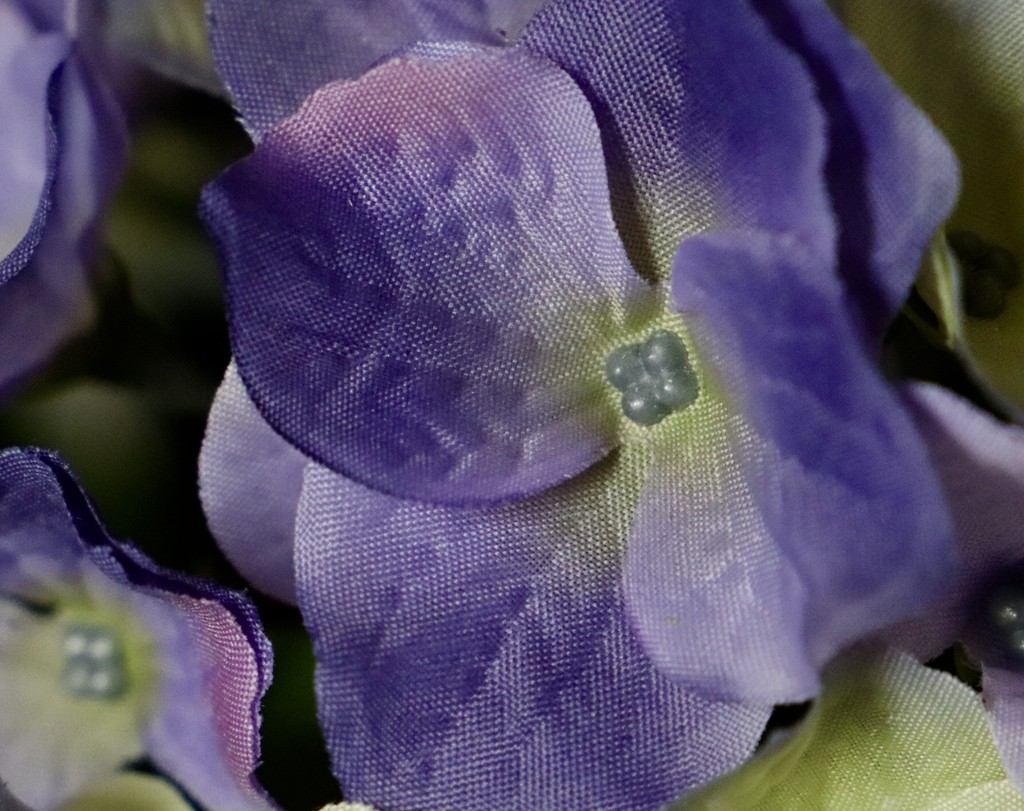 Purple Silk by carole_sandford