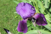 23rd Mar 2019 - Purple Iris