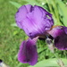 Purple Iris by spanishliz