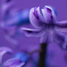 Hyacinths by rumpelstiltskin