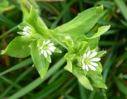 22nd Mar 2019 - Chickweed