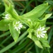 Chickweed by julienne1