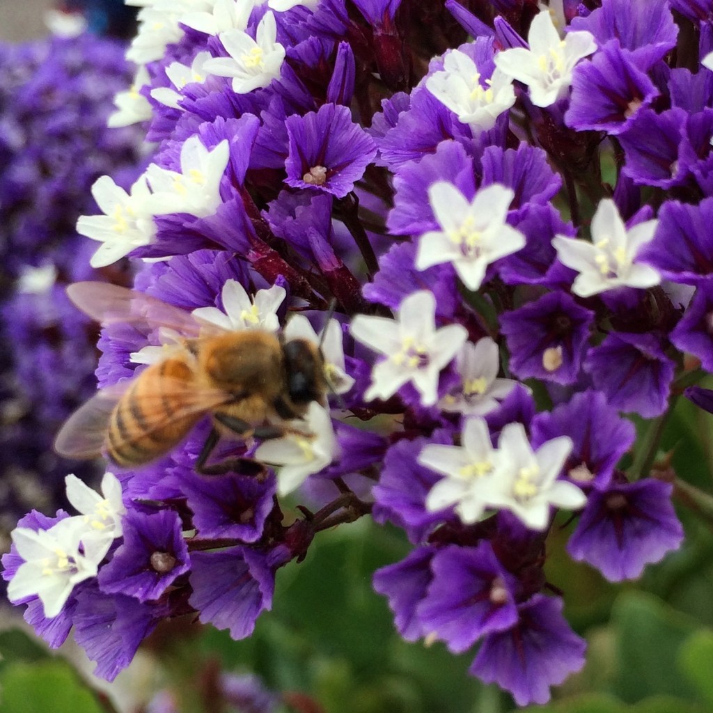 Worker Bee by shutterbug49
