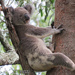 the next generation by koalagardens