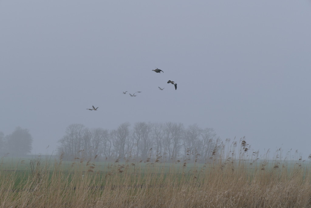 birds in the fog by marijbar
