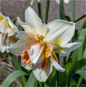 23rd Mar 2019 - Double Daffodil