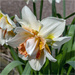 Double Daffodil by pcoulson