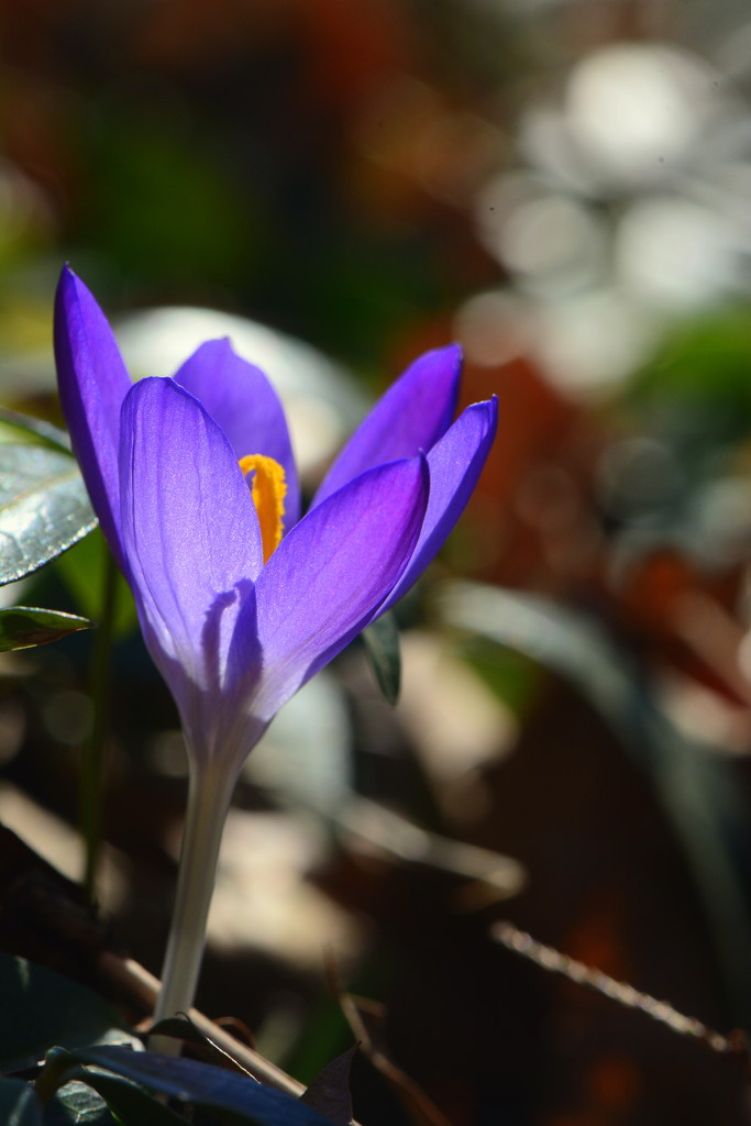 First Crocus by jayberg