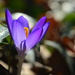First Crocus by jayberg