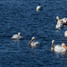 pelicans swimming by rminer