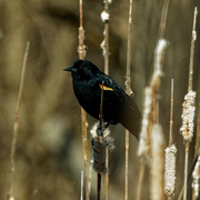 23rd Mar 2019 - red-winged blackbird on cattails
