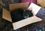 21st Mar 2019 - Box Cat