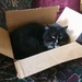 Box Cat by radiodan