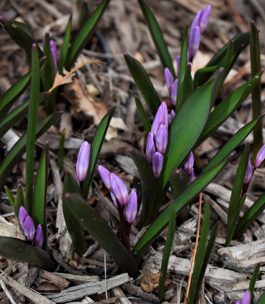 Purple Spring Bloom by sandlily