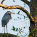 Mom Blue Heron, Standing By! by rickster549
