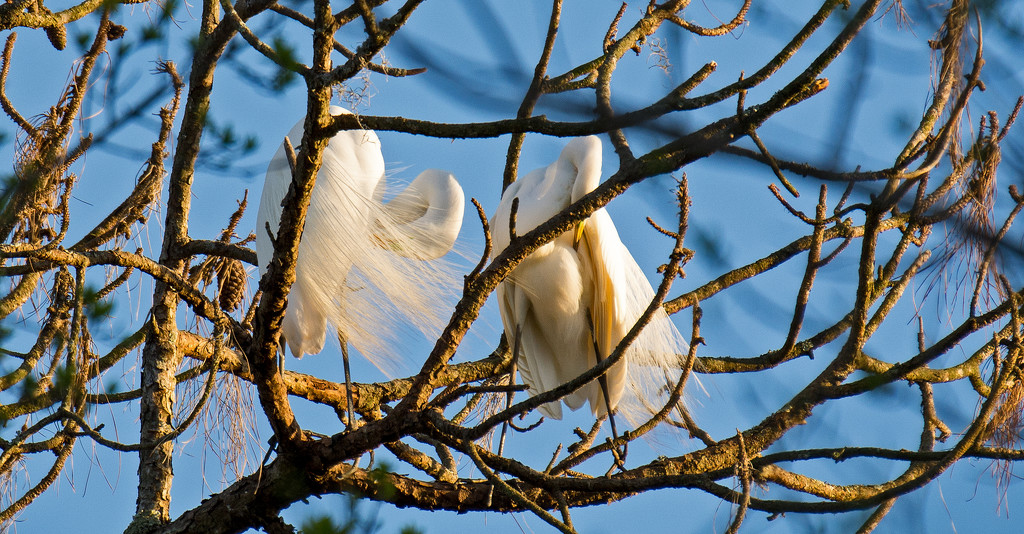 Egrets Getting Pretty! by rickster549