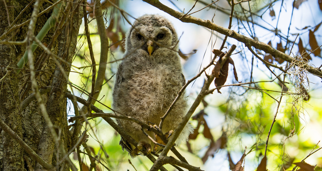Baby Barred Owl, Out of the Nest! by rickster549