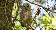 23rd Mar 2019 - Baby Barred Owl, Out of the Nest!