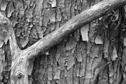 20th Mar 2019 - Branch and Bark