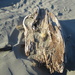 Washed up on Waitarere Beach  NZ by 777margo