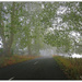 Foggy Morning walk.. by julzmaioro