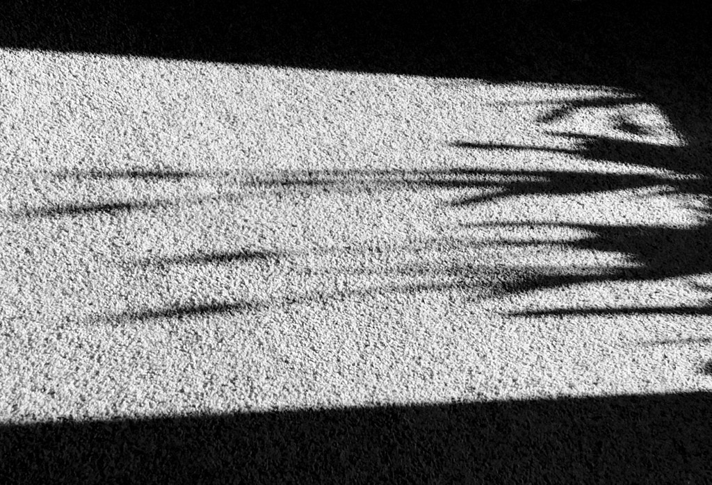Morning shadows by flowerfairyann