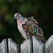 Bronzewing in the wind by gigiflower