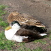 Sleeping Ducks by g3xbm