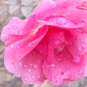 24th Mar 2019 - Raindrops on rose