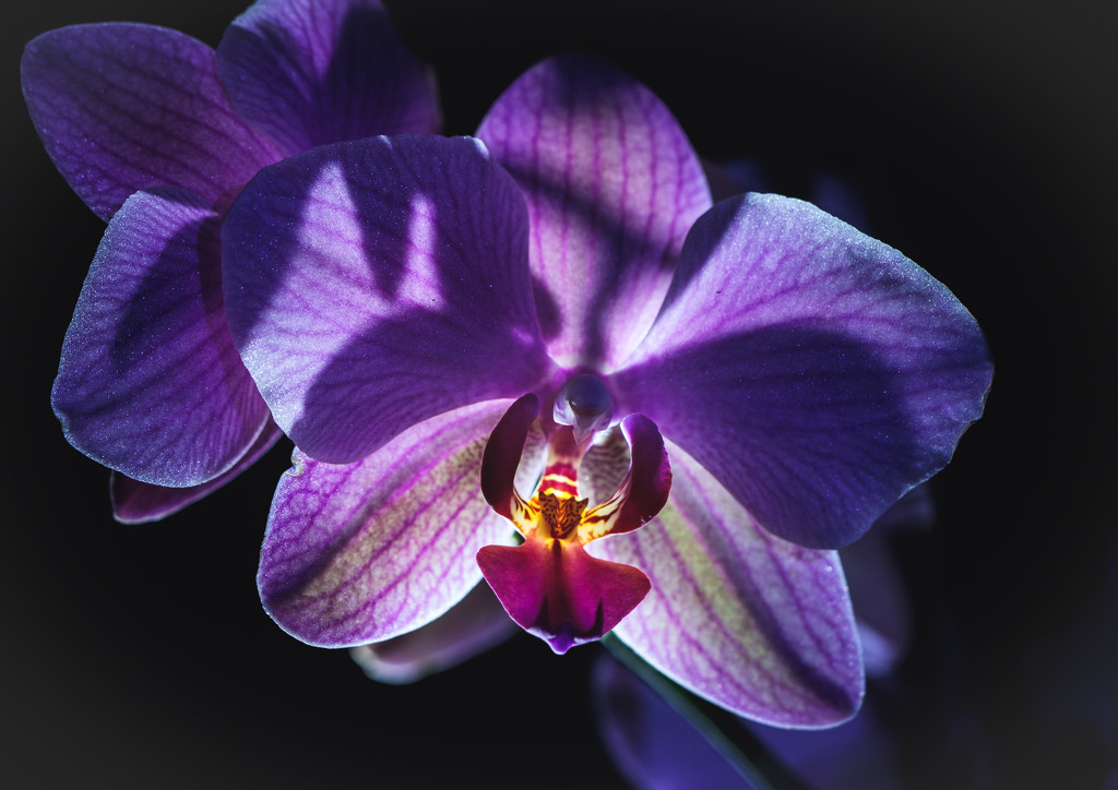 night orchid by aecasey