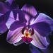 night orchid by aecasey