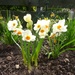 daffodils by arthurclark