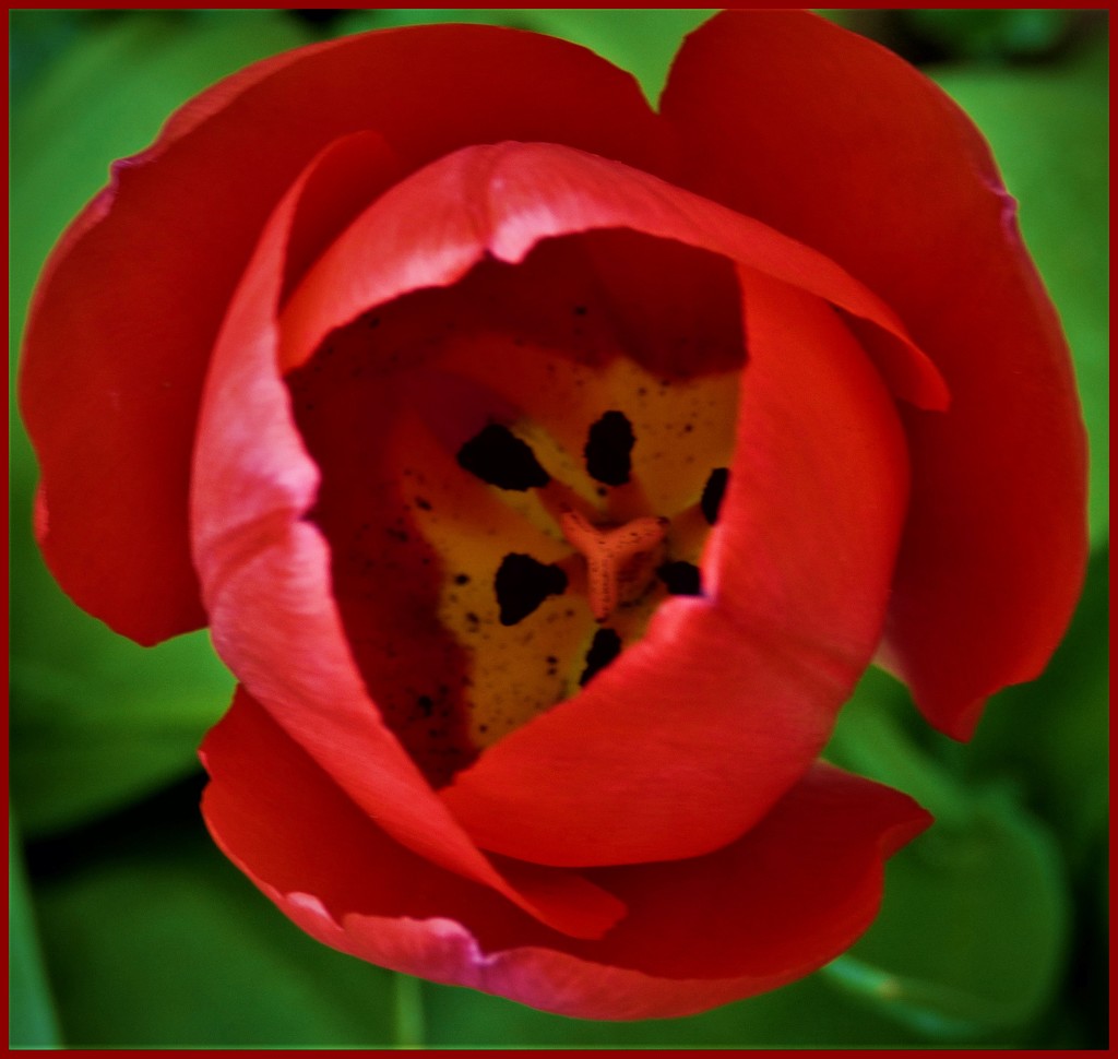 Red Tulip by beryl