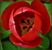 25th Mar 2019 - Red Tulip