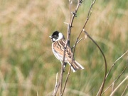 23rd Mar 2019 - Male Reed Bunting